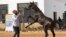 FILE —A participant along with his horse takes part in the National Championship of Libyan Arabian Horse (Elkheir Cup) on the outskirts of Tripoli on March 3, 2024.
