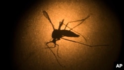 FILE - An Aedes aegypti mosquito known to carry the Zika virus, is photographed through a microscope at the Fiocruz Institute in Brazil. 