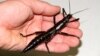 DNA Confirms Amazing Australian Isle Insect Not Extinct After All