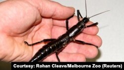 An adult female Dryococelus australis, also known as the Lord Howe Island stick insect which was once declared extinct, is shown in this undated photo released Oct. 5, 2017. 