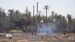خانەقین نیوەی باخە خورماکانی لەدەستداوە 