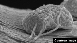 Un microbio aferrado a un filamento de carbono actúa como un eficiente conductor eléctrico.