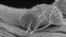 Un microbio aferrado a un filamento de carbono actúa como un eficiente conductor eléctrico.