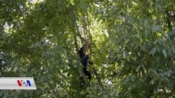 گوێزی ناوچەی بەرواری باڵا