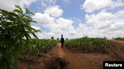 Un homme porte de la nourriture du PAM dans le village de Mzumazi près de Lilongwe, 3 février 2016