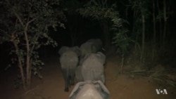 Malawi Relocating 500 Elephants