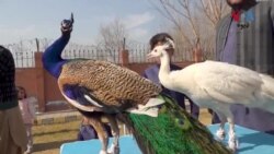 د پښتونخوا په چارسده ضلع کې د يو شخصي سکول زده کوونکو د څارويو او ځناورو يو نندارتون جوړ کړی 