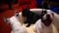 FILE - A French bulldog puppy yawns at the American Kennel Club in New York, Jan. 31, 2014. 