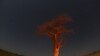 FILE - Guests stand beneath a baobab tree illuminated by fire in the Okavango Delta, Botswana, April 25, 2018.