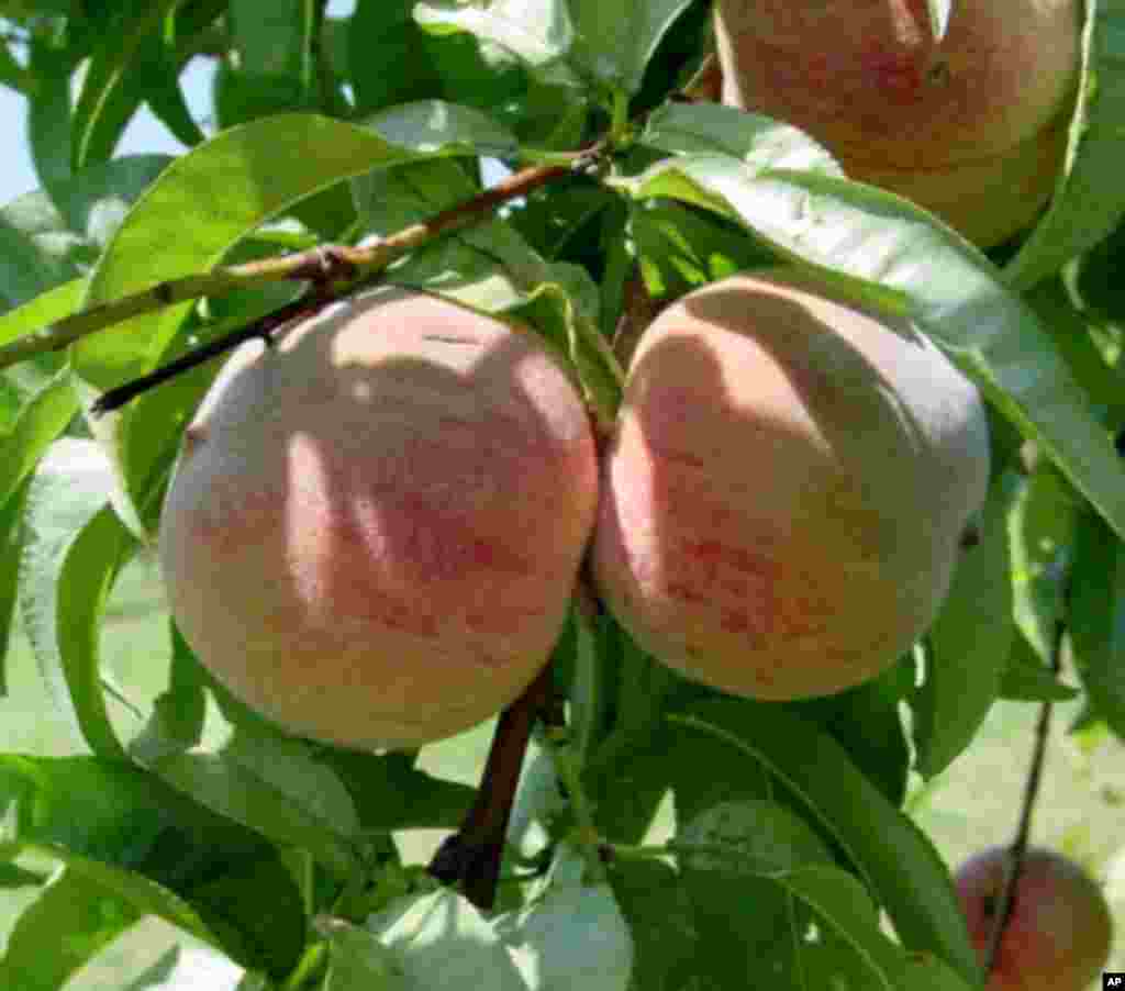 Thomas Jefferson grew 'Indian Blood Cling' peaches at Monticello. (Monticello/Thomas Jefferson Foundation)