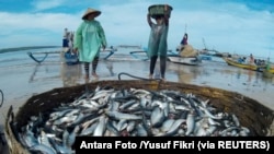 Seorang pekerja membawa ikan lemuru saat berjalan-jalan di Pantai Kelan di Badung, pulau resor Bali pada 12 Desember 2014 ini. Kondisi cuaca yang tidak stabil dan ombak yang tinggi di Selat Bali membuat nelayan kesulitan untuk menangkap ikan. (Foto: REUTE