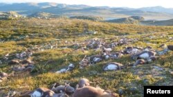 Dead wild reindeer are seen on Hardangervidda in Norway, after lightning struck the central mountain plateau and killed more than 300 of them, in this handout photo received on August 28, 2016. (Credit: Havard Kjotvedt/SNO/Miljodirektoratet/NTB Scanpix) 
