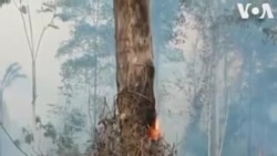 Դրոնի տեսանյութը՝ Ամազոնի արևադարձային անտառներից