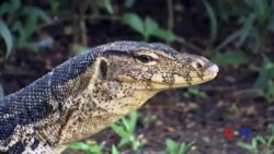 ထူးခြားဆန်းပြားသတင်းများ