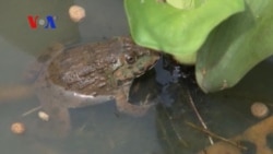 Frogs the frontline in defense against agriculture pests