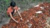 Asnimawati, gadis 13 tahun, bekerja di perkebunan kelapa sawit di Pelalawan, Provinsi Riau. (Foto: AFP/Adek Berry)