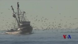 海洋水温异常 南加州渔业遇到难关
