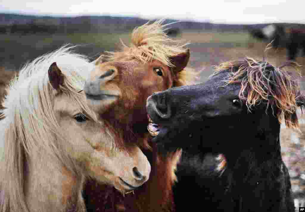 Three Iceland horses are seen together in their paddock in Wehrheim, Germany.