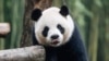 In this photo released by Ocean Park Hong Kong, Giant Panda An An is seen at the Dujiangyan Base of the China Conservation and Research Centre for the Giant Panda in southwestern China's Sichuan province, in September 2024. 