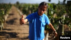 A man squeezes juice from grapes at a vineyard near Santiago, Chile, April 6, 2017.