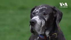 Притулки для собак у США: що потрібно, аби усиновити домашню тварину? Відео