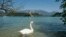 FILE - A swan swims in Lake Bled, Slovenia, Aug. 26, 2011. Slovenia’s "aggressive" environmental policy has included the creation of large protected areas on land and sea, according to the London-based Legatum Institute.