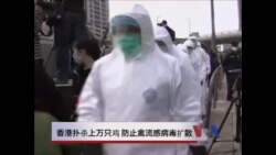 香港扑杀上万鸡只，防止禽流感病毒扩散