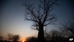 The sun sets behind a baobab tree, known as the tree of life, in Mudzi, Zimbabwe, Thursday, Aug. 22, 2024. (AP Photo/Aaron Ufumeli)