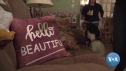 Dogs Find Loving Families Abroad Thanks to Special Program