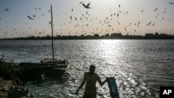 FILE - Birds circle above a Sudanese fisherman as he washes his day's catch in the early morning hours by the Nile River bank, in Omdurman, Khartoum, Sudan. 
