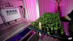 Don Holman, an engineer at the U.S. Army Natick Soldier Research, Development and Engineering Center in Natick, Mass., holds sprouted kale under LED grow lights inside a refurbished shipping container, June 22, 2016. 