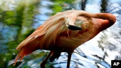 Un flamenco a la sombra en el zoológico de Wast Palm Beach de la Florida el 18 de julio de 2024.