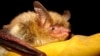 Report: Climate Change, Disease Imperil North American Bats
