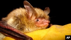 FILE - This undated photo provided by the Wisconsin Department of Natural Resources shows a northern long-eared bat.