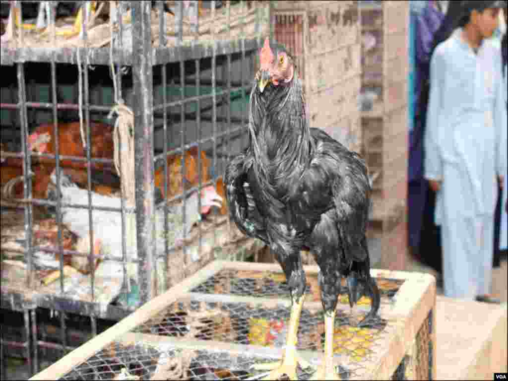 لوگ اپنے پالتو پرندے بھی لاکر اس مارکیٹ میں فروخت کرتے ہیں