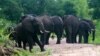 FILE: Elephants, Selous Game Reserve. (Creative Commons)