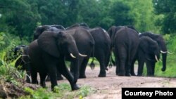 FILE: Elephants, Selous Game Reserve. (Creative Commons)
