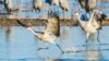 FILE -- Sandhill cranes begin a playful hopping and leaping as the sun rises on the Platte River in central Nebraska, a staging location on one of the world's largest migrations. 