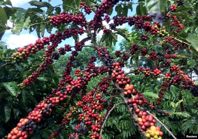 FILE - The robusta coffee fruits are seen in Sao Gabriel da Palha, Espirito Santo state, Brazil May 2, 2018. Picture taken May 2, 2018. (REUTERS/Jose Roberto Gomes/File Photo)