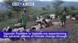 VOA60 Africa - Farmers in Uganda are experiencing the adverse effects of climate change