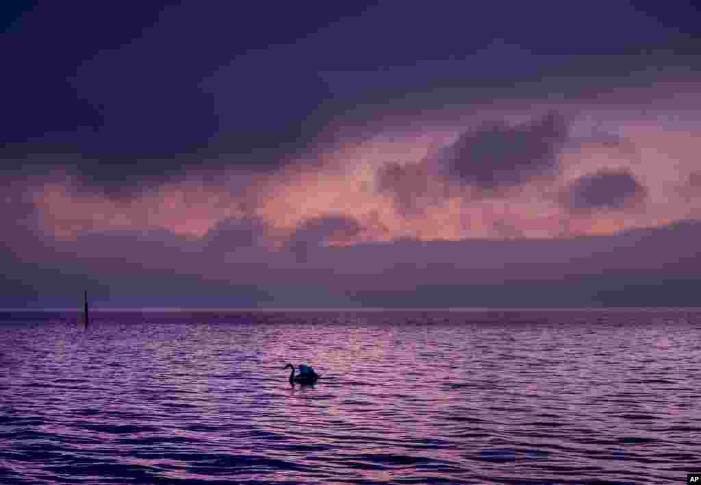 A swan swims on the lake of Constance before sunrise in Constance, Germany.