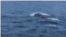 A pair of sperm whales, the largest toothed predator on earth, has been sighted for the first time in Pakistani waters off the coast of southwest Baluchistan province, Sept 12, 2017. (Photo: A. Gul / VOA)