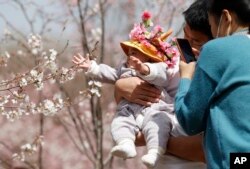 Seorang pria menggendong seorang anak untuk difoto di dekat pohon sakura di Beijing pada 24 Maret 2021. (Foto: AP)