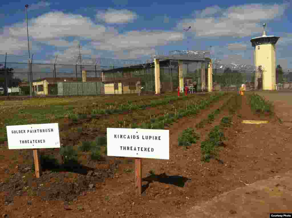 Oregon State Correctional Institution in Salem is growing Kincaid’s Lupine and Golden Paintbrush, flowers relied upon by the rare Fender’s Blue and Taylor’s Checkerspot butterflies. (Captain Chad Naugle, ODOC)