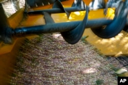 Pistachios fruits are harvested at the Wonderful Pistachios & Almonds in Lost Hills, Calif., on Friday, Oct. 25, 2024. (AP Photo/Damian Dovarganes)