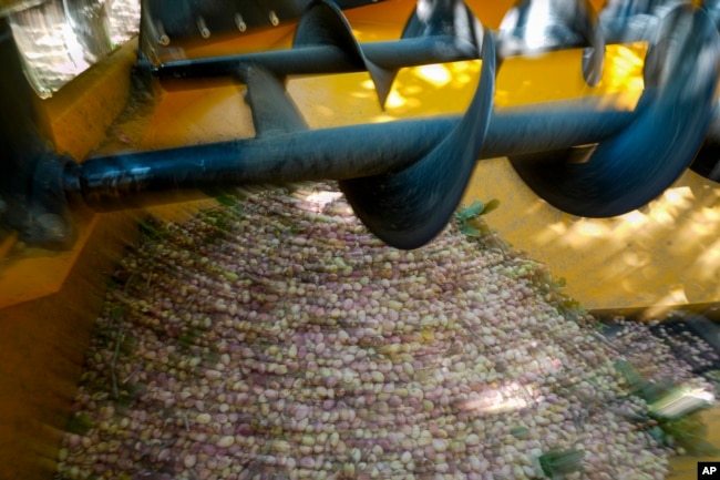 Pistachios fruits are harvested at the Wonderful Pistachios & Almonds in Lost Hills, Calif., on Friday, Oct. 25, 2024. (AP Photo/Damian Dovarganes)