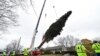 Rockefeller Center Christmas Tree Has Been Harvested