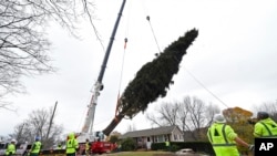 This year's Rockefeller Center Christmas Tree, a 77-foot tall Norway spruce, is craned onto a flatbed truck after being cut from the yard of Carol Schultz, in Florida, New York, Nov. 7, 2019.