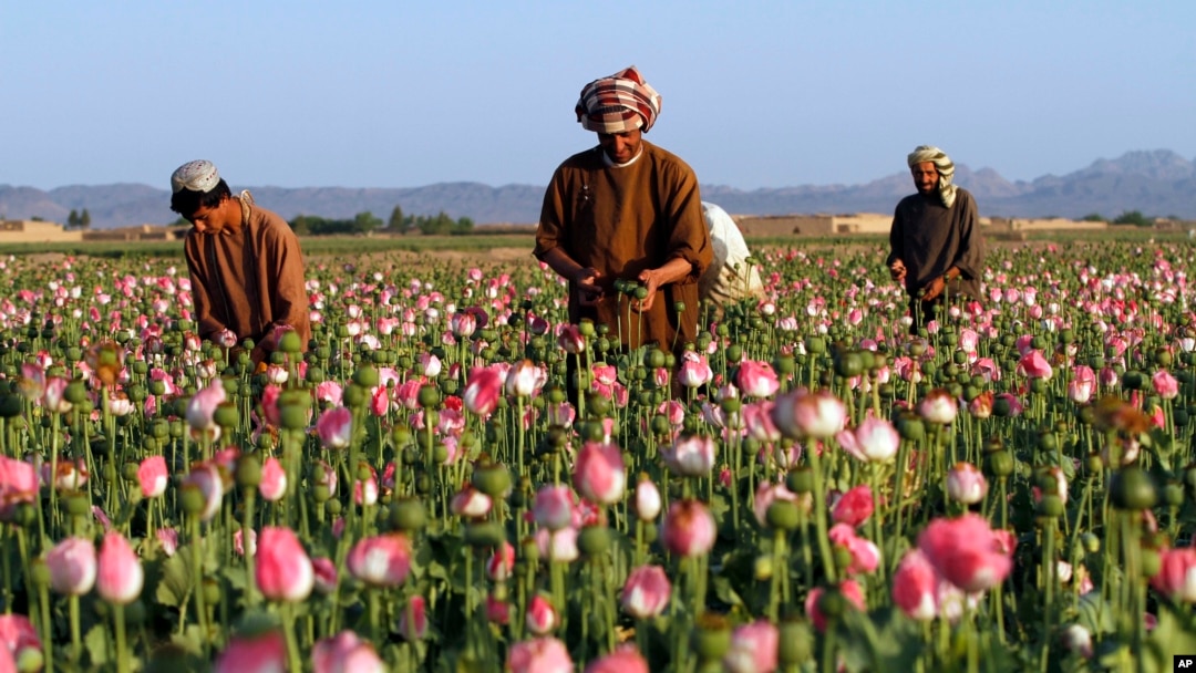 FILE - In this April 11, 2016 file photo, farmers harvest raw opium at a poppy field in the Zhari district of Kandahar province, Afghanistan.