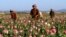 FILE - In this April 11, 2016 file photo, farmers harvest raw opium at a poppy field in the Zhari district of Kandahar province, Afghanistan.